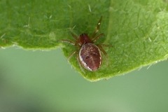 Araniella displicata