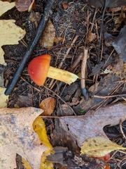Hygrocybe punicea