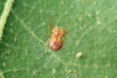Araniella displicata