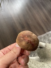 Xerocomellus pruinatus