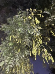 Styphnolobium