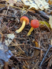 Hygrocybe punicea