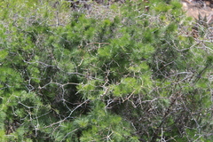 Asparagus retrofractus