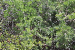 Asparagus retrofractus