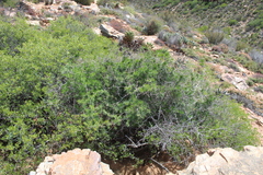 Asparagus retrofractus