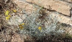 Senecio flaccidus