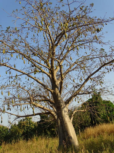 African baobab