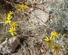 Senecio flaccidus