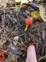 Hygrocybe punicea