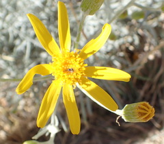 Senecio flaccidus