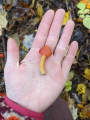 Hygrocybe punicea