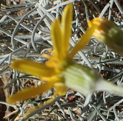 Senecio flaccidus