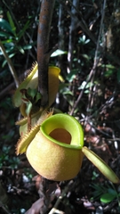 Nepenthes ampullaria