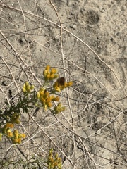 Brephidium exilis