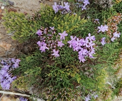 Limonium scabrum