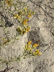 Brephidium exilis