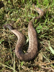 Epicrates maurus