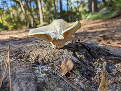 Pleurotus levis