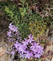 Limonium scabrum