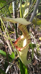 Nepenthes rafflesiana