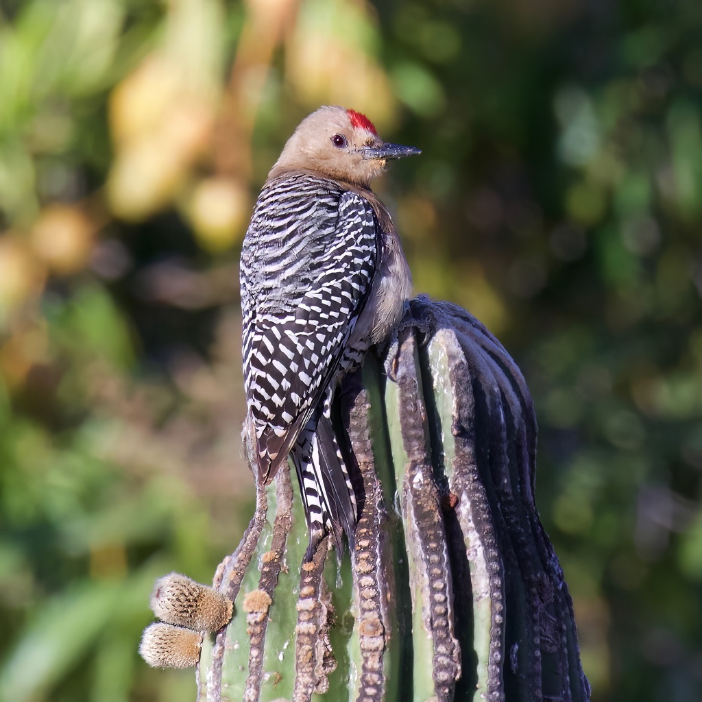 Gila Woodpecker