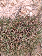 Acantholimon