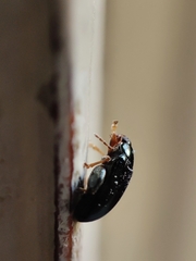 Psylliodes chrysocephala