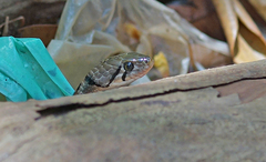 Fowlea flavipunctata