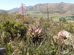 Watsonia fourcadei