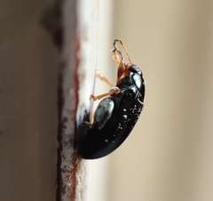 Psylliodes chrysocephala