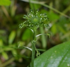 Malaxis unifolia