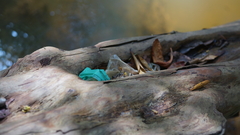 Fowlea flavipunctata