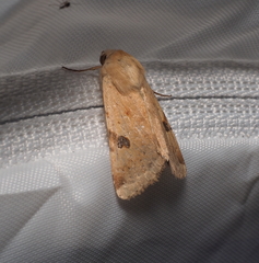 Heliothis peltigera