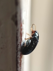 Psylliodes chrysocephala