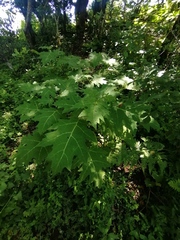 Solanum chrysotrichum