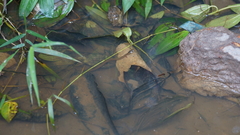 Fowlea flavipunctata