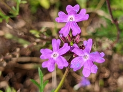 Glandularia aristigera