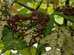 Thyrassia