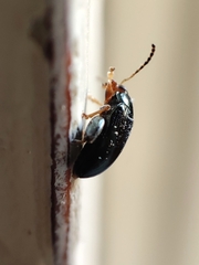 Psylliodes chrysocephala