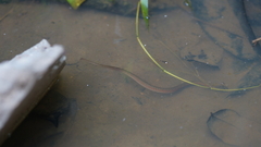 Fowlea flavipunctata