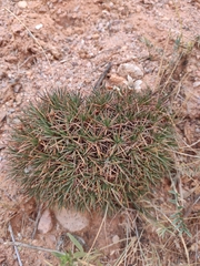Acantholimon