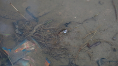 Fowlea flavipunctata