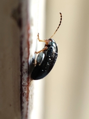 Psylliodes chrysocephala