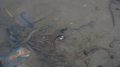 Fowlea flavipunctata