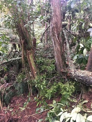 Phyllocladus trichomanoides