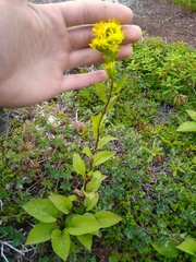 Solidago macrophylla