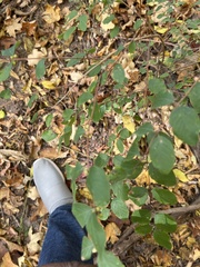 Symphoricarpos orbiculatus