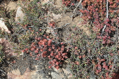 Crassula rupestris