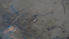 Fowlea flavipunctata