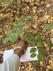 Symphoricarpos orbiculatus